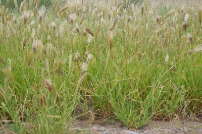 Cây dược liệu cây Cỏ mật nhẵn, Cỏ đuôi hổ, Lục cong - Chloris virgata Sw