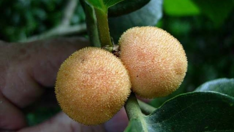 Cây dược liệu cây Chay - Artocarpus lakoocha Roxb