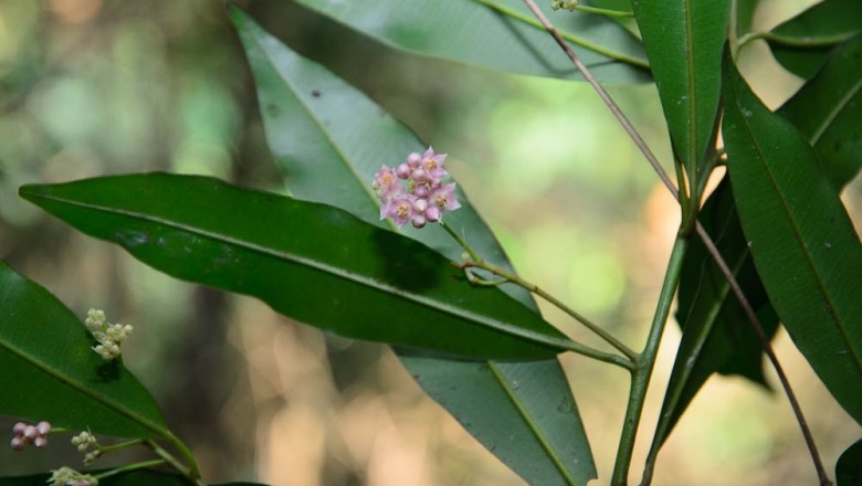 Cây dược liệu cây Cơm nguội, Cơm nguội năm cạnh - Ardisia quinquegona Blume
