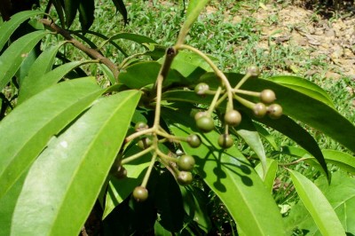 Cây dược liệu cây Cơm nguội búng, Cơm nguội Helfer - Ardisia helferiana Kurz