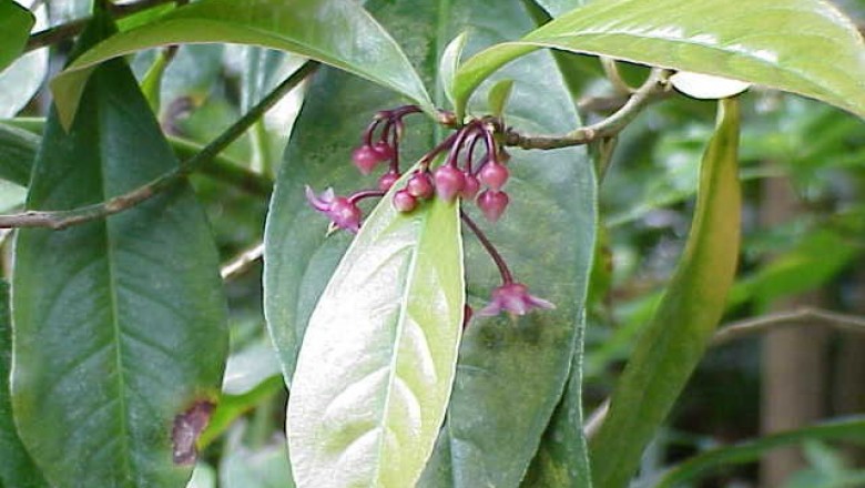 Cây dược liệu cây Cơm nguội cà - Ardisia solanacea Roxb. (A. humilis Vahl f. obovata Mez)