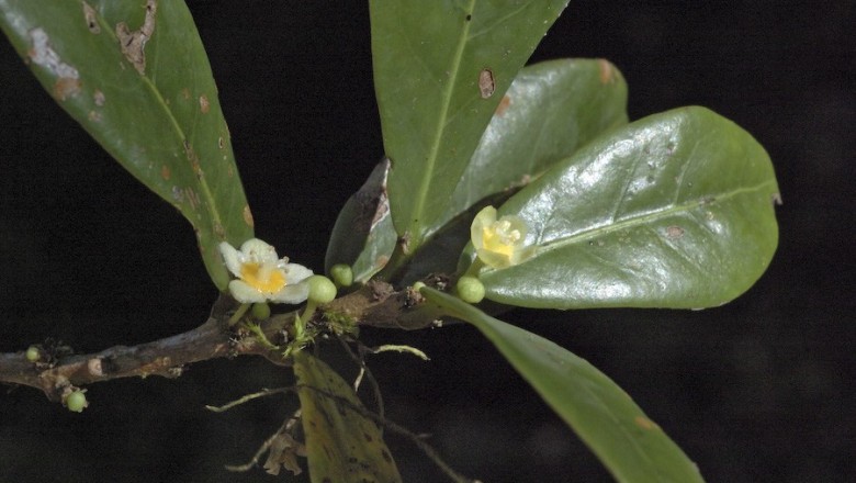 Cây dược liệu cây Chè dại, Chè mu, Lủng lẳng - Actephila excelsa (Dalz.) Muell-Arg