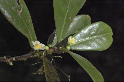 Cây dược liệu cây Chè dại, Chè mu, Lủng lẳng - Actephila excelsa (Dalz.) Muell-Arg