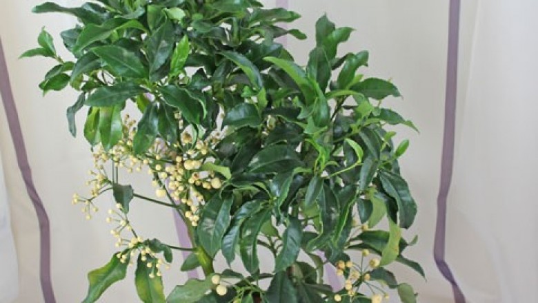 Cây dược liệu cây Cơm nguội bẹp - Ardisia depressa Clarke