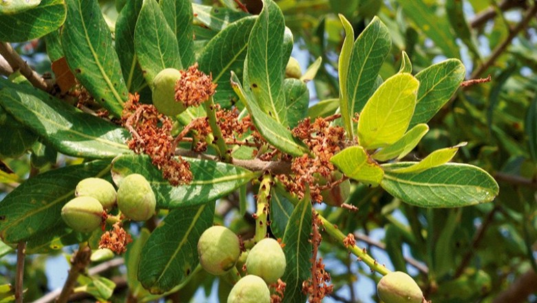 Cây dược liệu cây Chây xiêm - Buchanania siamensis Miq