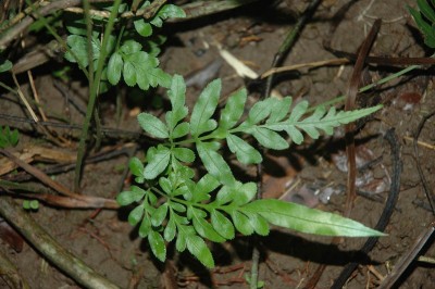 Cây dược liệu cây Cỏ luồng, Cỏ seo gà - Pteris ensiformis Burm