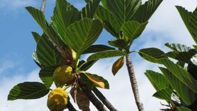 Cây dược liệu cây Chay lá bóng, Mít rễ khoai, Vỏ khoai - Artocarpus nitidus Tréc. subsp. lingnanensis (Merr.) Jarr. (A. lingnanensis Merr.)