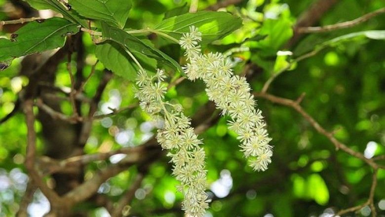 Cây dược liệu cây Chè quay, Chà nan Nam Bộ - Homalium cochinchinenssis (Lour.) Druce (H. fugifolium Benth)