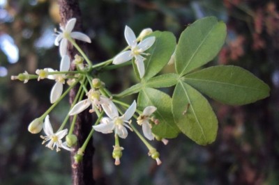 Cây dược liệu cây Ché, Chanh cóc, Cốc bom - Naringi crenulata (Roem) Nichols (Hesperethusa crenulata Roem.)