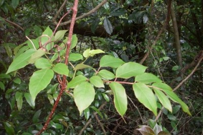 Cây dược liệu cây Chè dây - Ampelopsis cantoniensis (Hook. et Arn) Planch