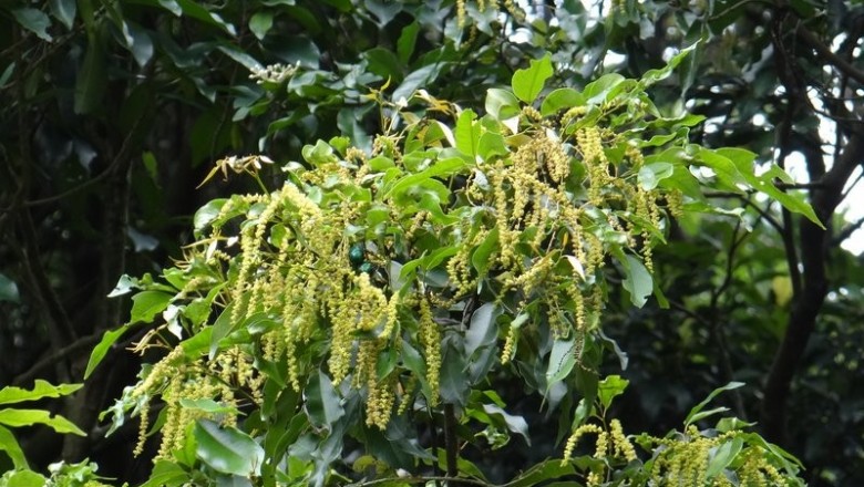 Cây dược liệu cây Chẹo, Chẹo tía - Engelhardtia roxburghiana Wall