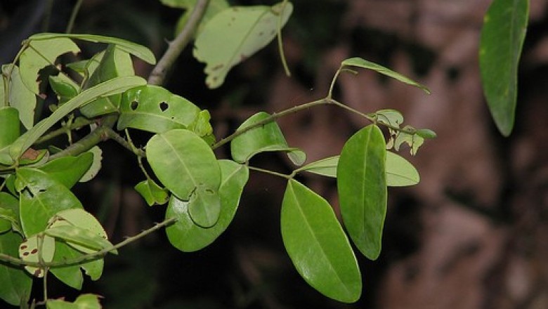 Cây dược liệu cây Chiêng chiếng, Dây móc mèo, Dây múi biển - Caesalpinia crista L. (C. nuga (L.) Ait.)