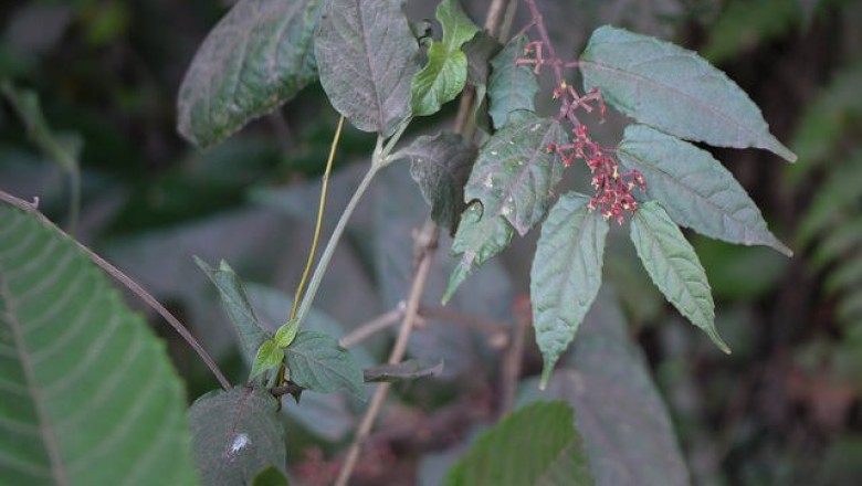 Cây dược liệu cây Chìa vôi Java, Hồ đằng hai màu - Cissus javanica Don (discolor Blume)