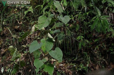 Cây dược liệu cây Chìa vôi lông, Dây xo - Cissus assamica (Laws.) Craib