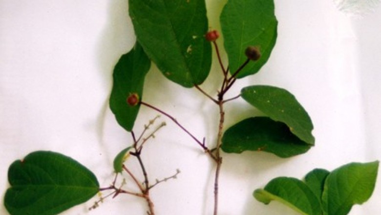 Cây dược liệu cây Chiết cánh, Kiết cánh - Mallotus glabriusculus (Kurz) Pax et Hoffin (Coelodiscus glabriusculus Kurz. C. coudercii Gagn., Mallotus coudercii (Gagn.) Airy Shaw)