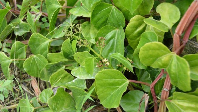 Cây dược liệu cây Chìa vôi sáu cạnh, Hồ đằng sáu cạnh - Cissus hexangularis Thorel ex Planch