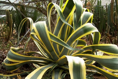 Cây dược liệu cây Dứa Mỹ - Agave americana L. var. marginata Baill