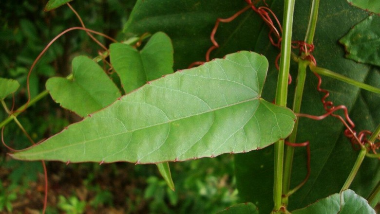 Cây dược liệu cây Chìa vôi mũi giáo, Hồ đằng mũi giáo - Cissus hastata (Miq.) Planch. (Vitis hastata Miq.)