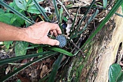 Cây dược liệu cây Dứa gỗ nhỏ - Pandanus humilis Lour. (P. pierrei Mart.)