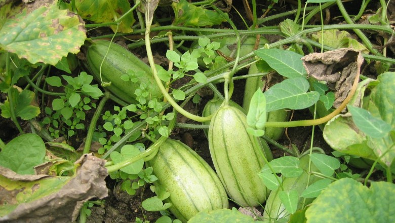 Cây dược liệu cây Dưa gang hay Việt qua - Cucumis melo L. var. conomon (Thunb) Makino