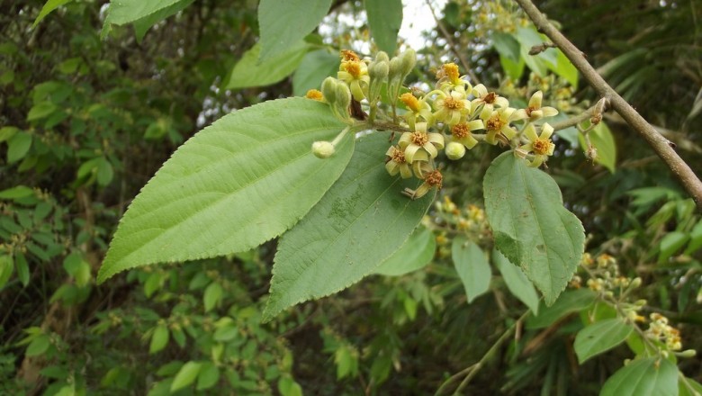 Cây dược liệu cây Cò ke quả có lông, Cò ke lá sếu - Grewia eriocarpa Juss (O. celtidifolia juss)