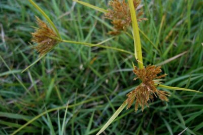 Cây dược liệu cây Cỏ ken, Cói trục dài nhiều bông, Cú ma - Pycreus polystachyos (Rottb.) P. Beauv (Cyperus polystachyos Rottb.)