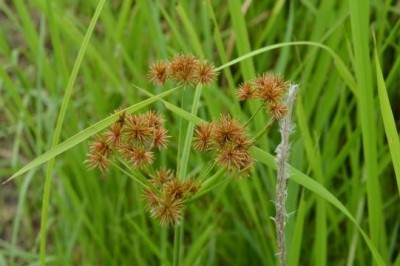 Cây dược liệu cây Cói tương bông rậm, Cói cạnh, Lác ba đào - Mariscus compactus (Retz.) Druce (Cyperus compactus Retz.)