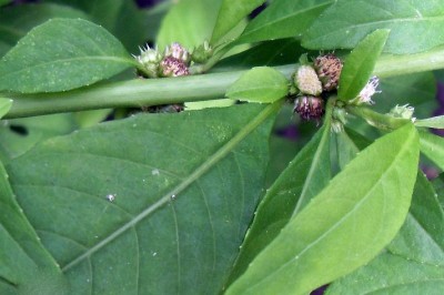 Cây dược liệu cây Cỏ lá xoài, Nọc xoài, Cốc đồng, Cỏ thuốc hàn, Tam nhân đả - Struchium sparganophorum (L.) O. Ktze (Ethulia sparganophorum L.)