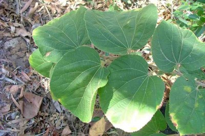 Cây dược liệu cây Cò kè Á châu - Grewia asiatica L