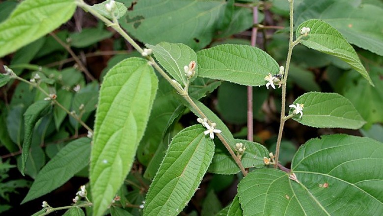 Cây dược liệu cây Cò ke lông - Grewia hirsuta Vahl