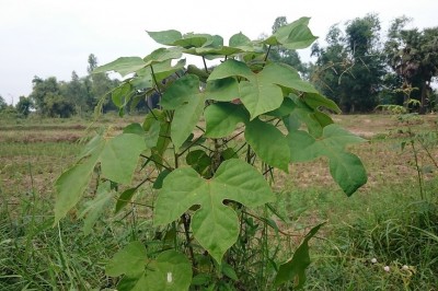 Cây dược liệu cây Cò ke lá ké - Grewia urenaefolia (Pierre) Gagnep