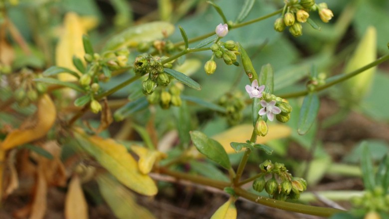 Cây dược liệu cây Cỏ lết - Gisekia pharnaceoides Lam