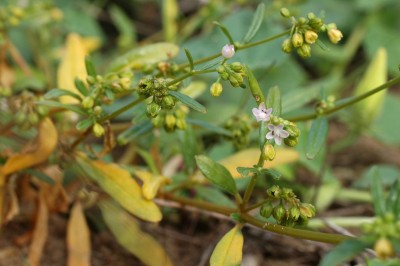 Cây dược liệu cây Cỏ lết - Gisekia pharnaceoides Lam
