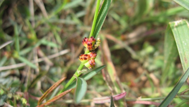 Cây dược liệu cây Cỏ kỳ nhông, Cỏ trái khế, Cây thuốc lậu - Sebastiana chamaelea (L.) Muell. - Arg