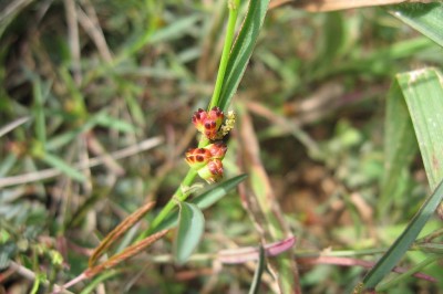 Cây dược liệu cây Cỏ kỳ nhông, Cỏ trái khế, Cây thuốc lậu - Sebastiana chamaelea (L.) Muell. - Arg