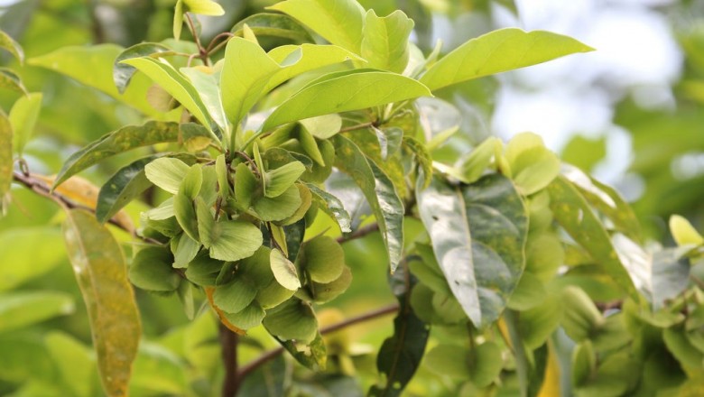 Cây dược liệu cây Chiêu liêu nước - Terminalia calamansanai (Blanco) Rolfe (T. bialata Stend)