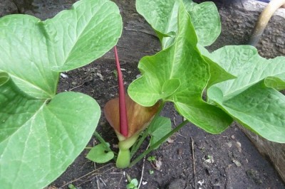 Cây dược liệu cây Chóc, Củ chóc, Bán hạ ba thuỳ -Typhonium trilobatum (L.) Schott