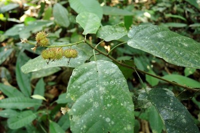 Cây dược liệu cây Chóc móc, Chóc mót, Gió - Mallotus oblongifolius (Miq) Muell - Arg.(M. furetianus Muell - Arg)
