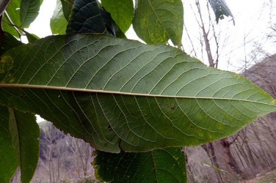 Cây dược liệu cây Chi tử bì, Cườm đỏ, I tọa đông - ltoa orientalis Hemsl