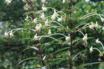 Cây dược liệu cây Chỉ thiên giả, Nam tiền hồ - Clerodendrum indicum (L.) O. Ktze