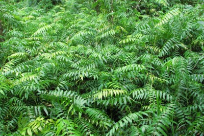 Cây dược liệu cây Choại, Chại, Chạy - Stenochlaena palustris (Brm f.) B