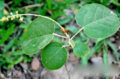 Cây dược liệu cây Chi hùng tròn tròn - Thyrsanthera suborbicularis Pierre ex Gagnep