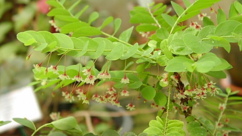 Cây dược liệu cây Chó đẻ dáng đẹp, Diệp hạ châu dẹp - Phyllanthus pulcher Wall ex Muell- Arg