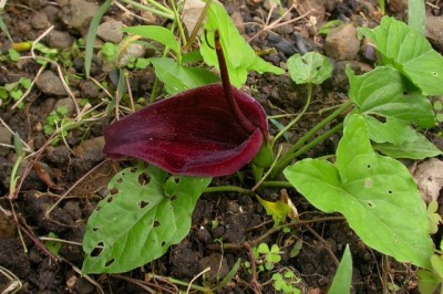 Cây dược liệu cây Chóc ri, Bán hạ rễ - Typhonium divaricatum (L.) Decne)