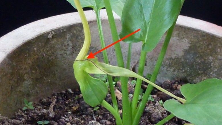 Cây dược liệu cây Chóc roi, Rau chóc, Bán hạ roi - Typhonium flagelliforne (Lodd) Blume