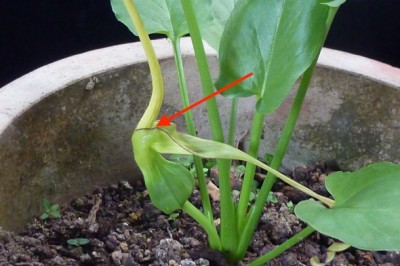 Cây dược liệu cây Chóc roi, Rau chóc, Bán hạ roi - Typhonium flagelliforne (Lodd) Blume