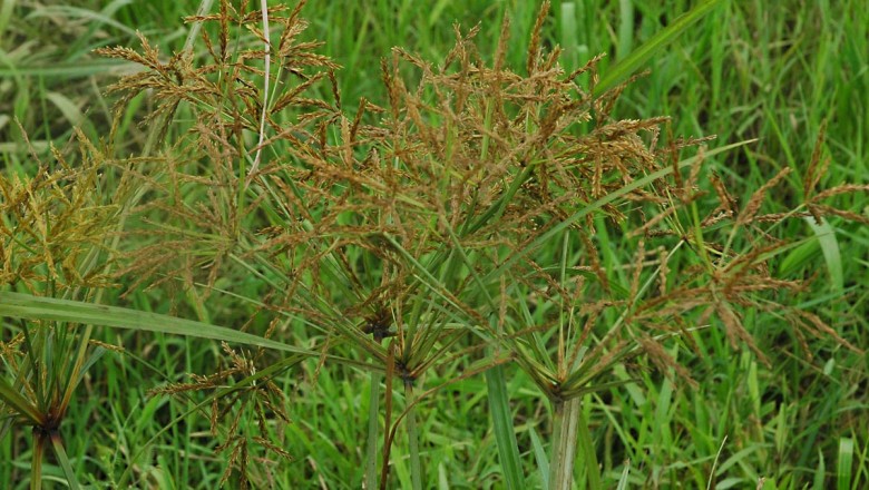Cây dược liệu cây Cói gạo, Lác rận - Cyperus iria L