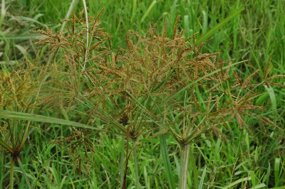 Cây dược liệu cây Cói gạo, Lác rận - Cyperus iria L