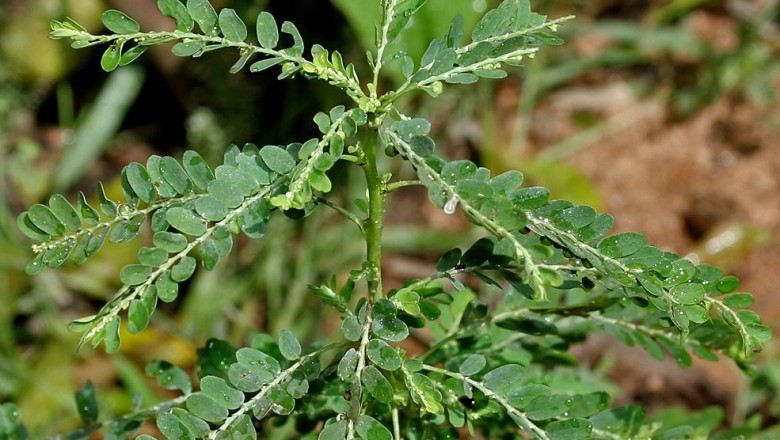 Cây dược liệu cây Chó đẻ thân xanh, Chó đẻ răng cưa - Phyllanthus amarus Schum et Thonn