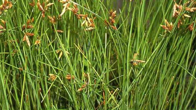 Cây dược liệu cây Cói dùi Wallich, Hoàng thảo Wallich, Trư vĩ thảo - Scirpus wallichii Nees